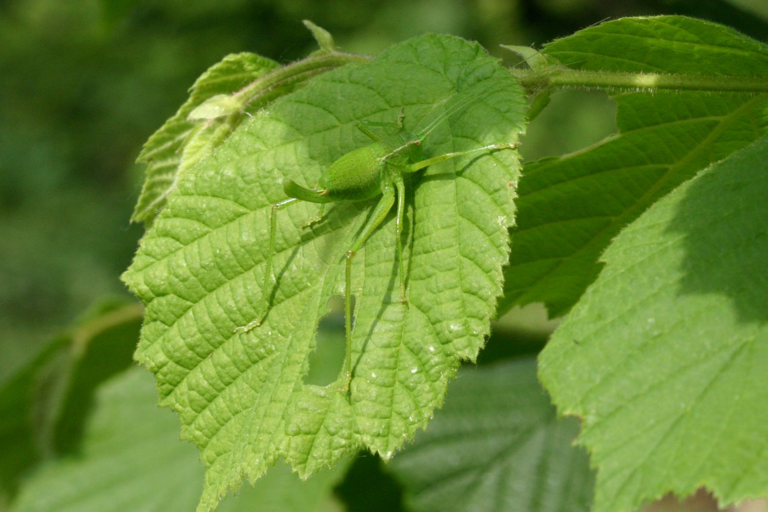 Barbitistes sp.